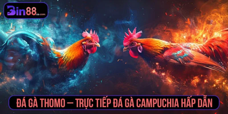 đá gà Thomo
