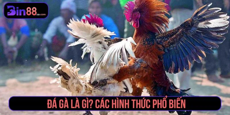 Tìm hiểu về hình thức cược đá gà
